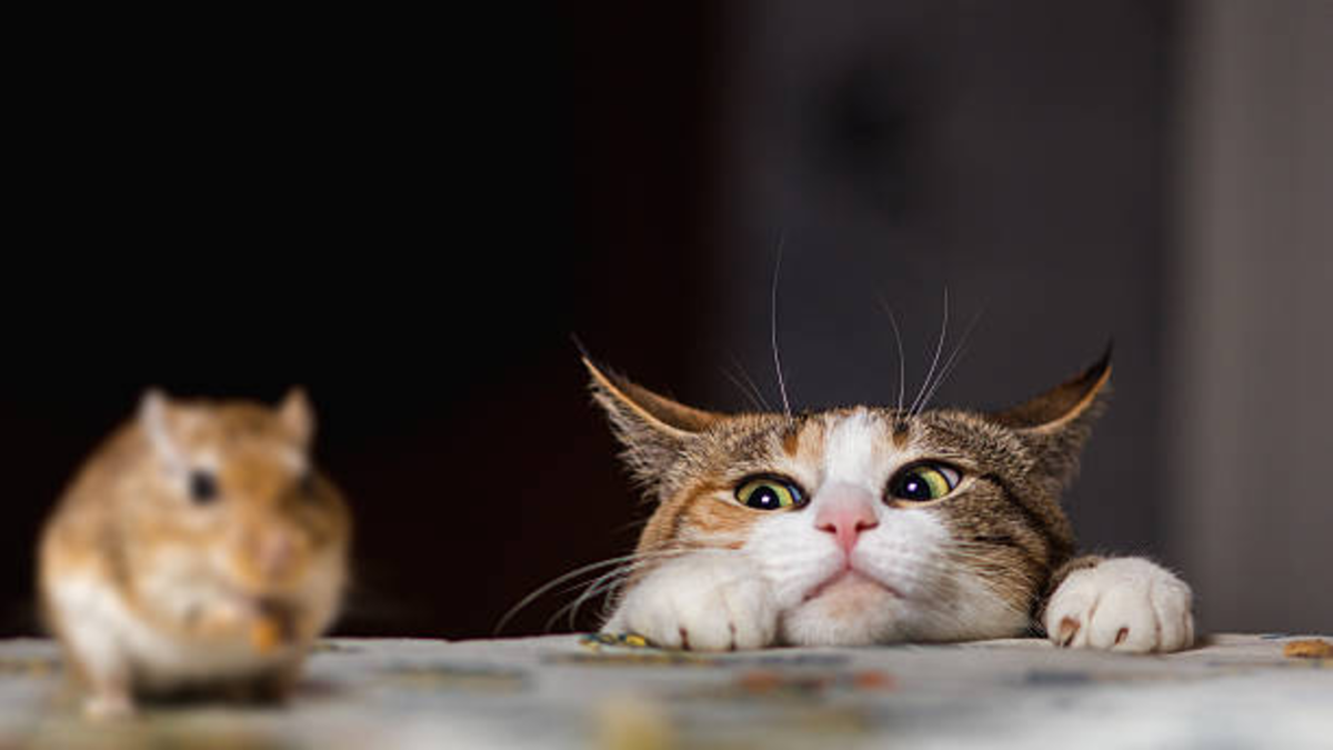 Estas son las se??ales que indicar??an que un gato no es feliz con su due??o o en su casa