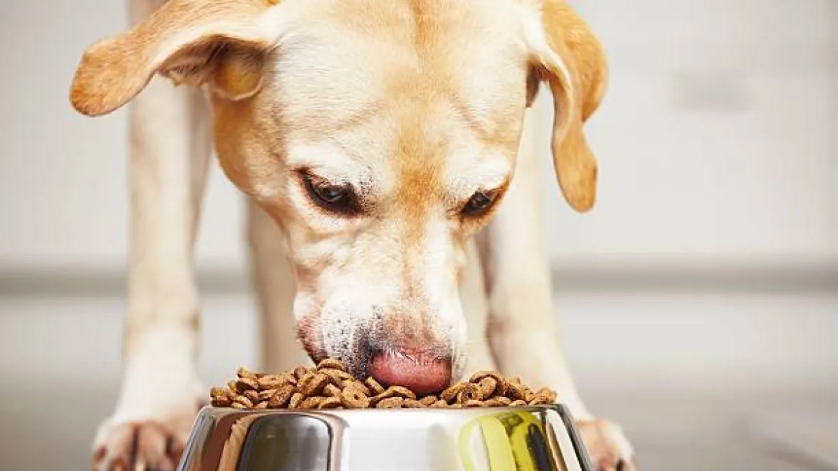 Cinco mitos sobre la alimentación de los cachorros que podrían afectar su desarrollo