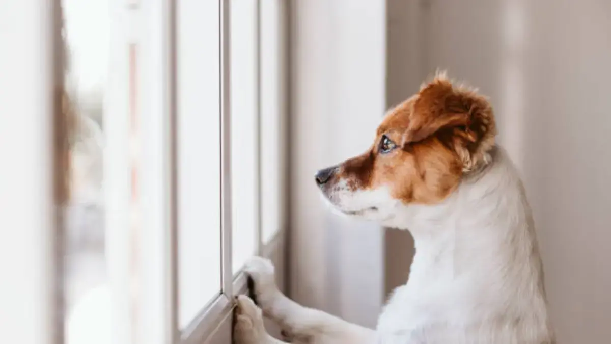 ¿Qué significa hablar con sus mascotas como si fueran personas, según la psicología?