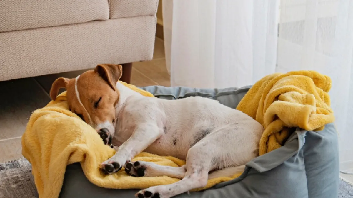 Royal Canin: Identifying and Addressing Allergies in Dogs