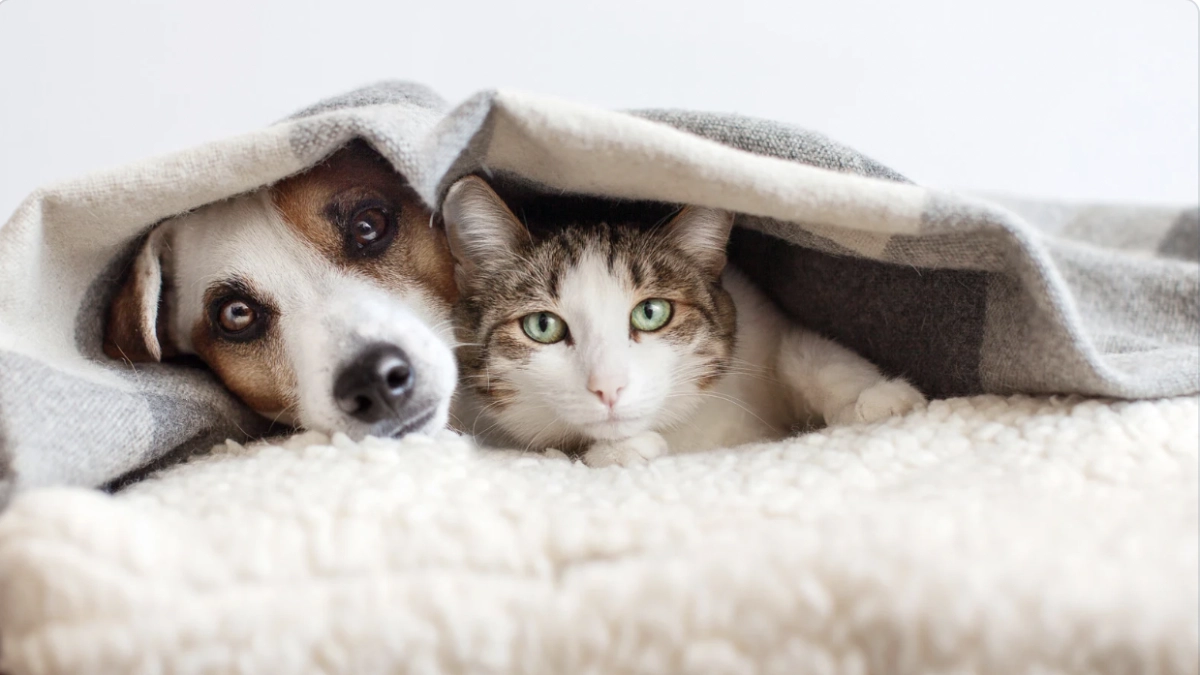 Alerta en Colina Campestre por presuntos casos de envenenamiento de perros y gatos en los parques