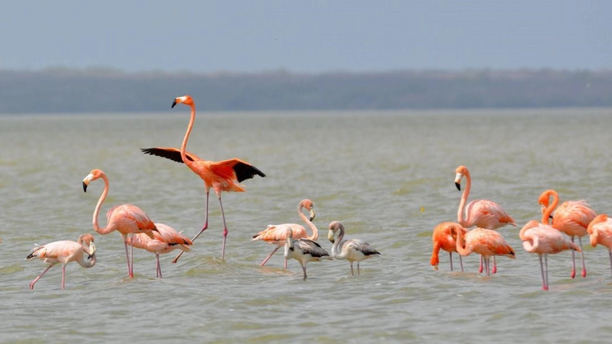 Dos flamencos mueren al chocar con líneas eléctricas en La Guajira: ya son seis este año y anuncian nuevas medidas