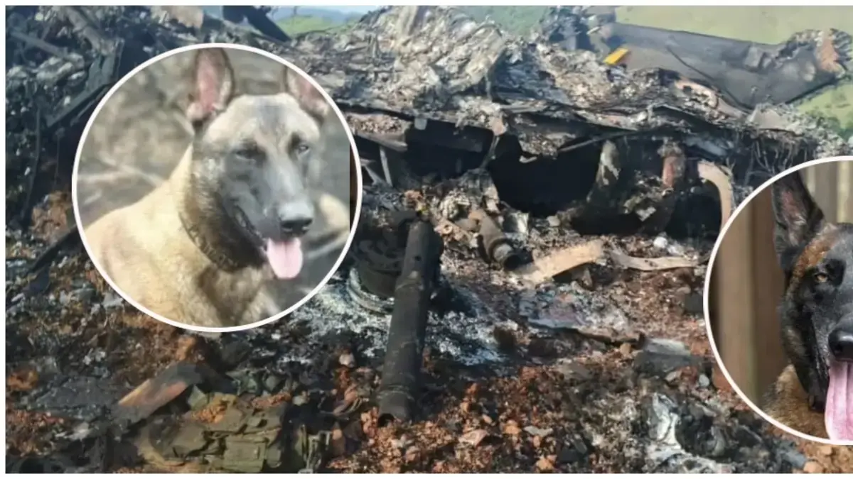 Telmo y Léster, ellos son los dos perritos que murieron en derribo de  helicóptero de la Policía en Amalfi, Antioquia