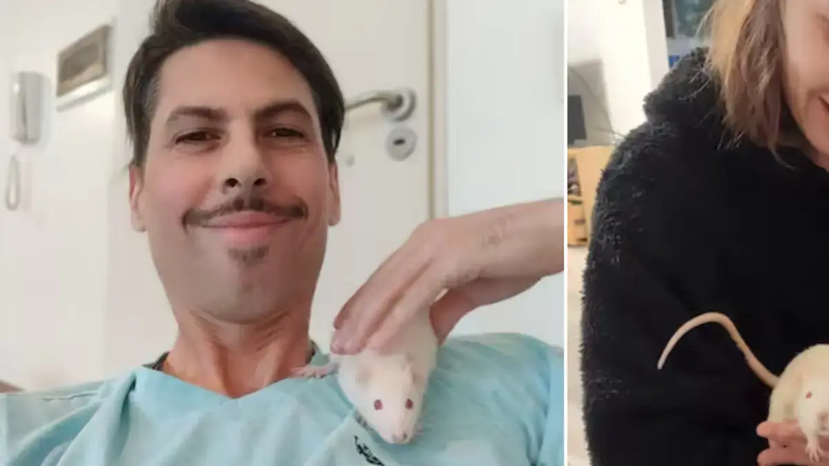 Su gran amor por los animales llevó a esta pareja a adoptar tres ratones de laboratorio, y revelan cómo viven: 'Se van los estigmas y son lindos'