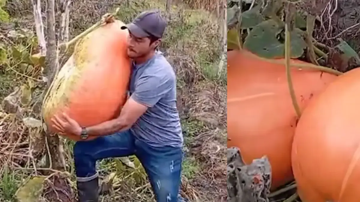 Campesinos del Tolima cultivaron una auyama de más de 100 libras