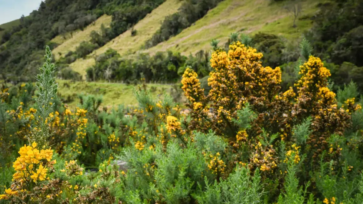 Tolima le declara la guerra al Retamo Espinoso, el enemigo de los frailejones: figura entre las especies invasoras más dañinas del mundo