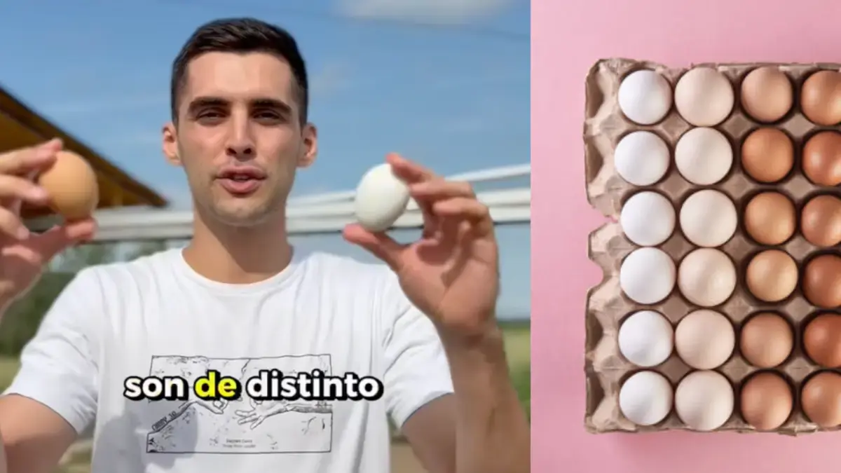 Cuál es la diferencia entre los huevos blancos y los rojos: avicultor revela que no es lo que muchos piensan