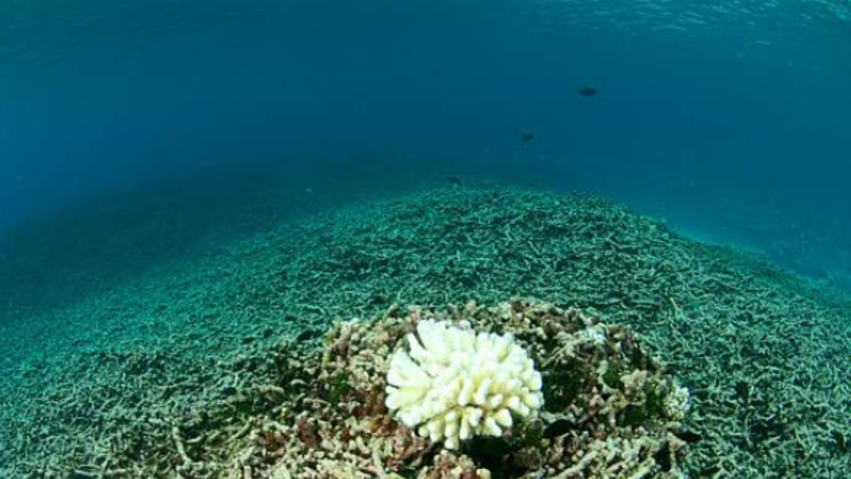 Los arrecifes de coral se extinguirán si no se revierte calentamiento global, dice informe