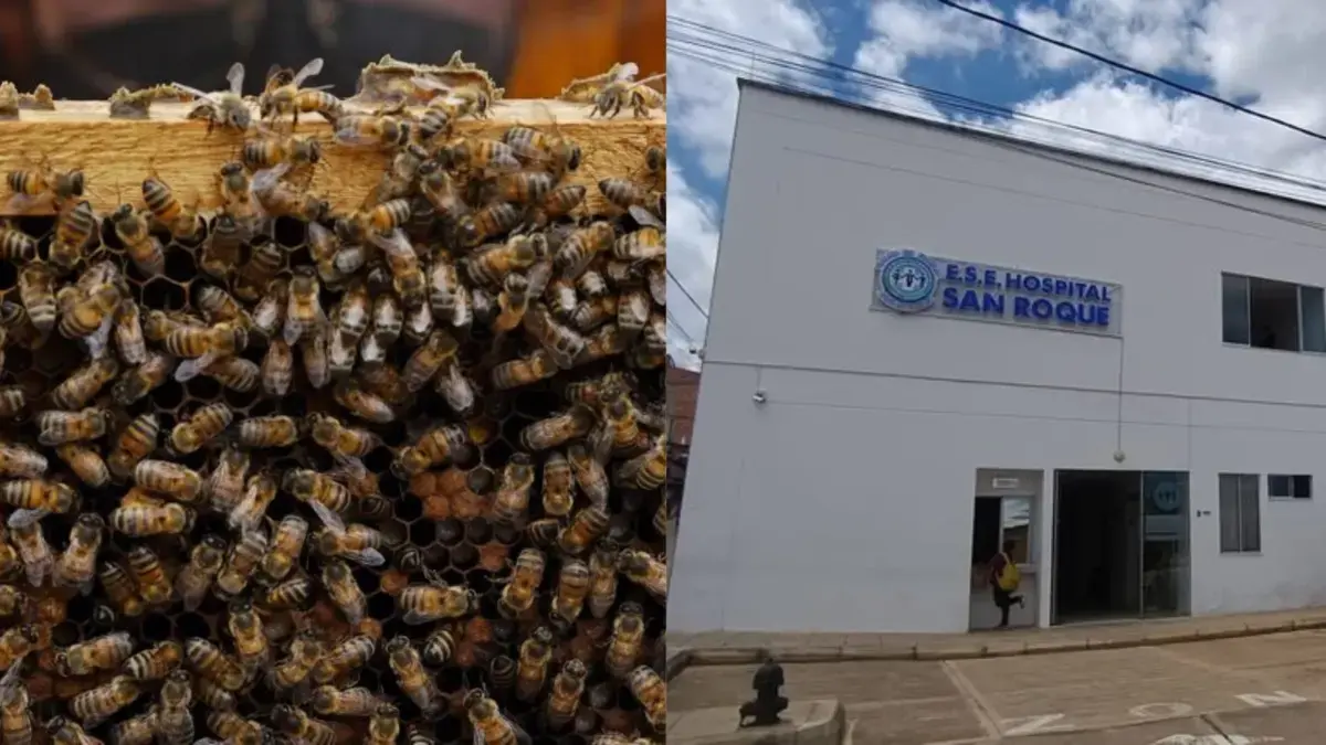 Adultos mayores fueron víctimas de ataque masivo de abejas en Santander: recibieron más de 200 picaduras en todo su cuerpo