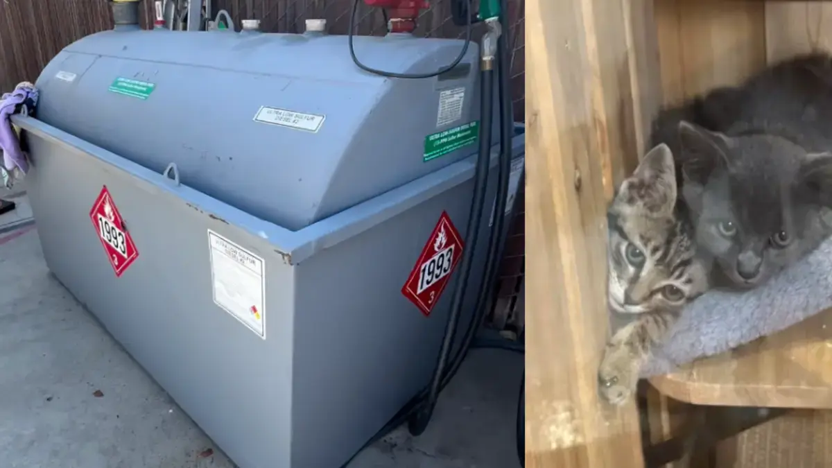 Gatitos atrapados en un tanque de almacenamiento de gasolina son rescatados tras dos días de angustia: están a salvo y buscan hogar