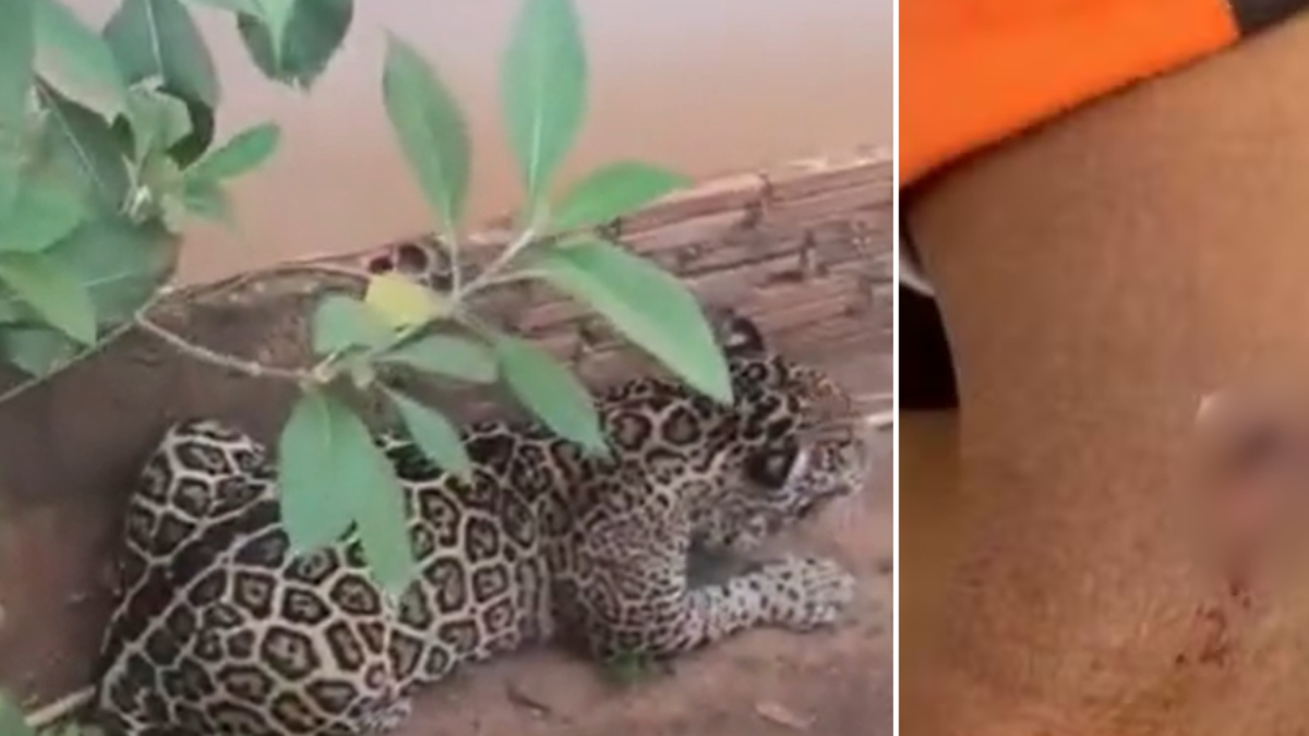 Hombre se enfrentó a un jaguar que intentaba entrar a una guardería en Brasil; resultó herido
