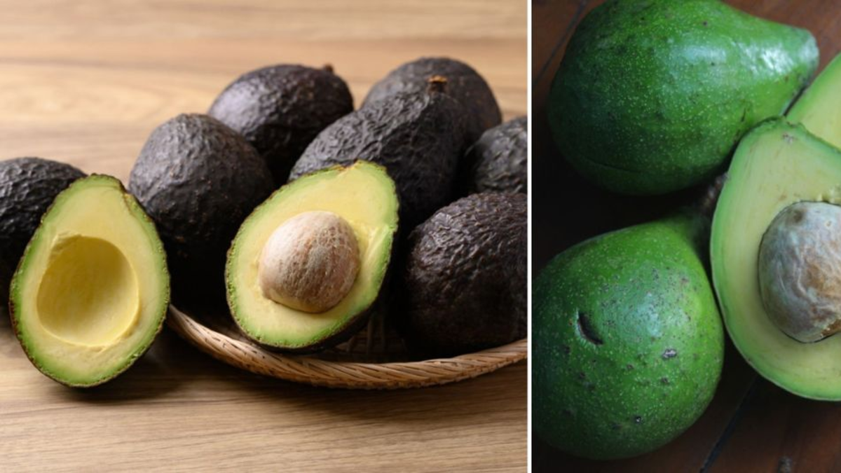 Aguacate Hass vs. Papelillo: diferencias en propiedades nutricionales y tiempo de maduración