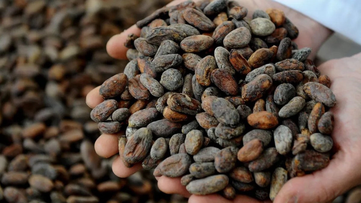 Ecuador podría superar a Ghana y convertirse en el segundo productor mundial de cacao en 2025