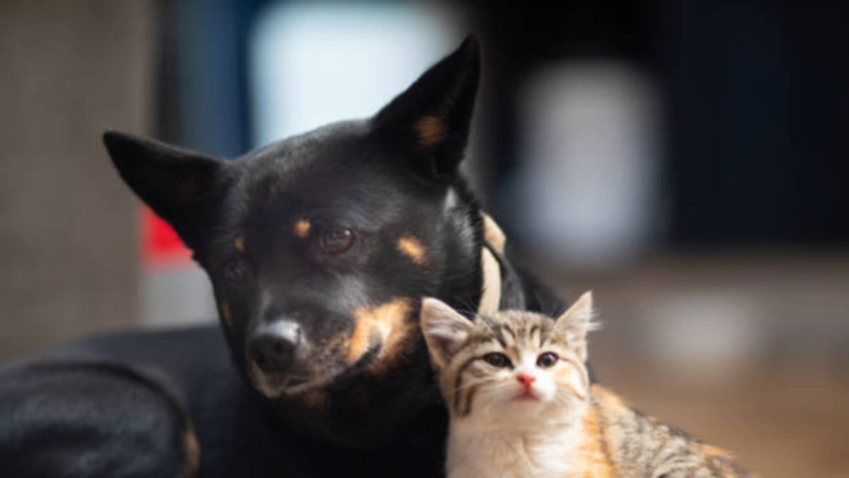 Cuando una mascota muere es porque le salvó la vida a alguien en casa: el origen de una creencia de amor