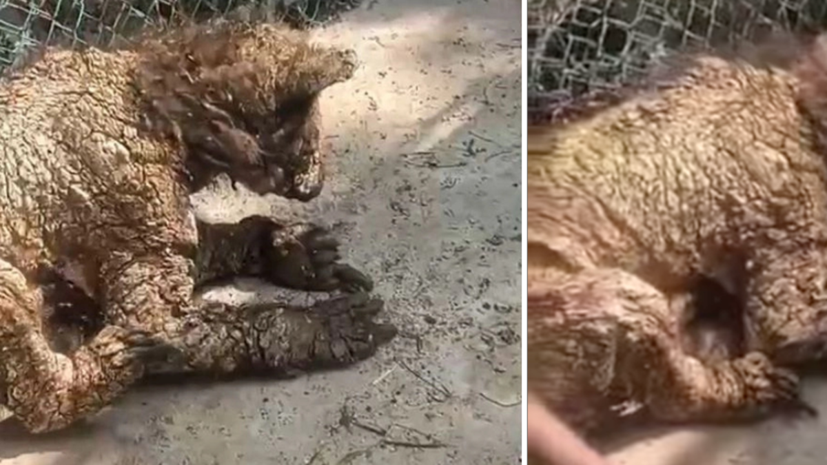 Preocupación por el estado de una osa bebé que presenta signos de abandono en zoológico de México: tiene sarna y varias heridas abiertas