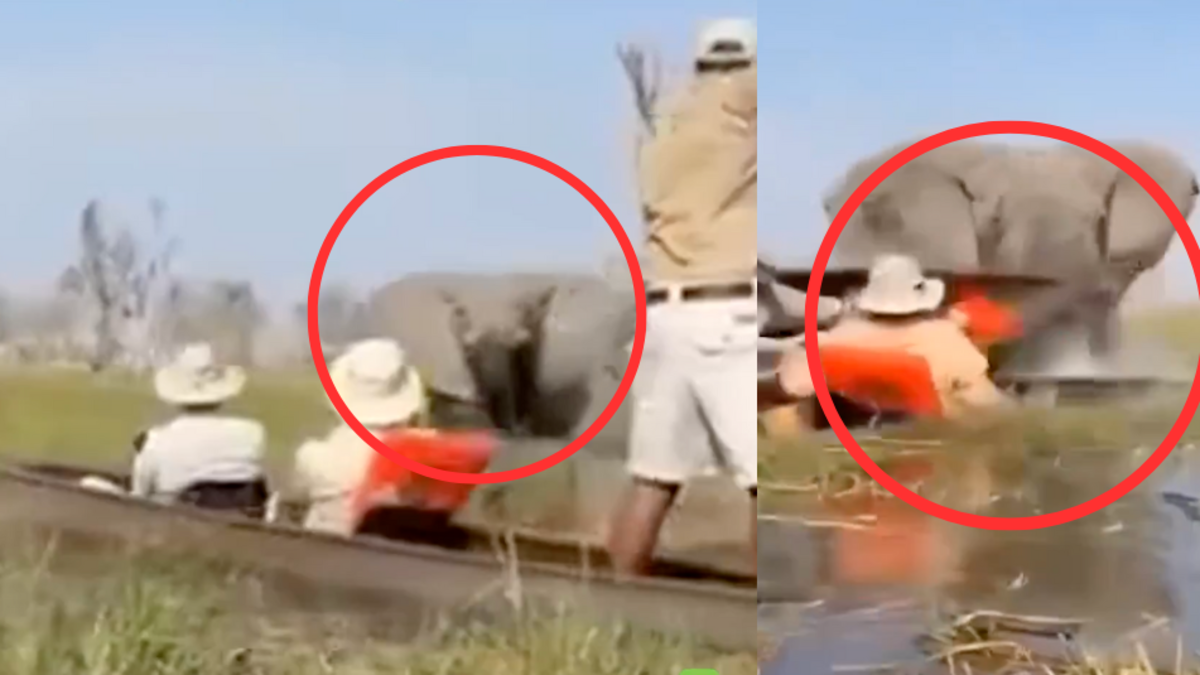 Video: elefante enfurecido vuelca canoas que transportaban turistas en río infestado de cocodrilos