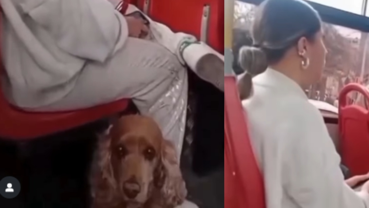 Video | Indignación por acto de intolerancia en Sitp: los pasajeros le pedían que se bajara por llevar a su mascota