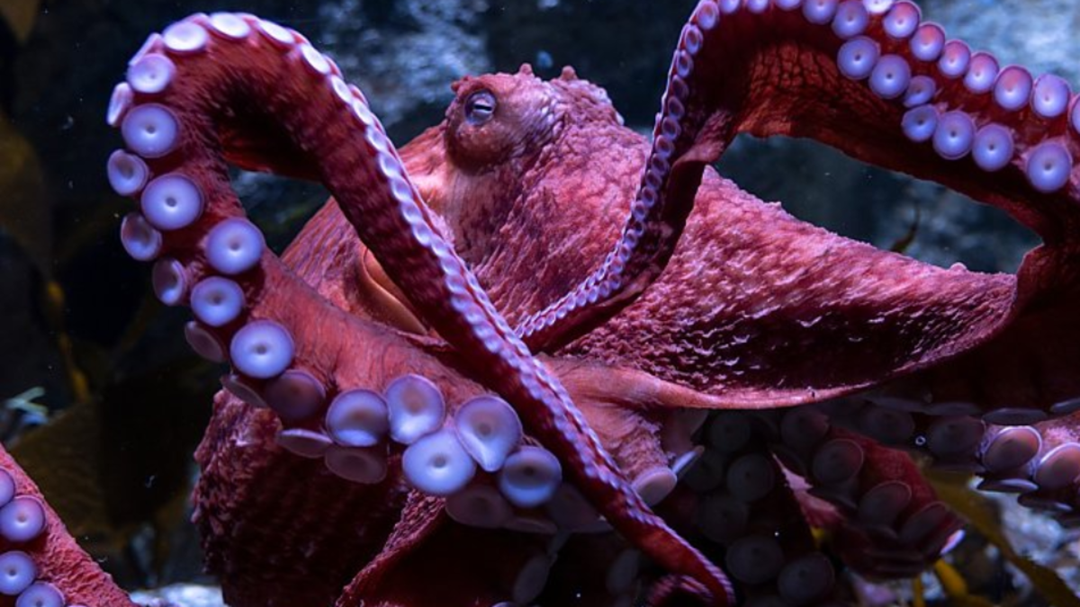 La conmovedora historia del pulpo que muere mientras protege a sus crías que nunca nacerán, en un acuario de Estados Unidos