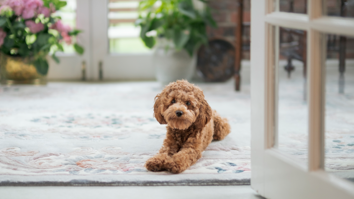 Cruces de perros: la nueva moda en Colombia que preocupa a los veterinarios, ¿qué hay detrás de esta tendencia?