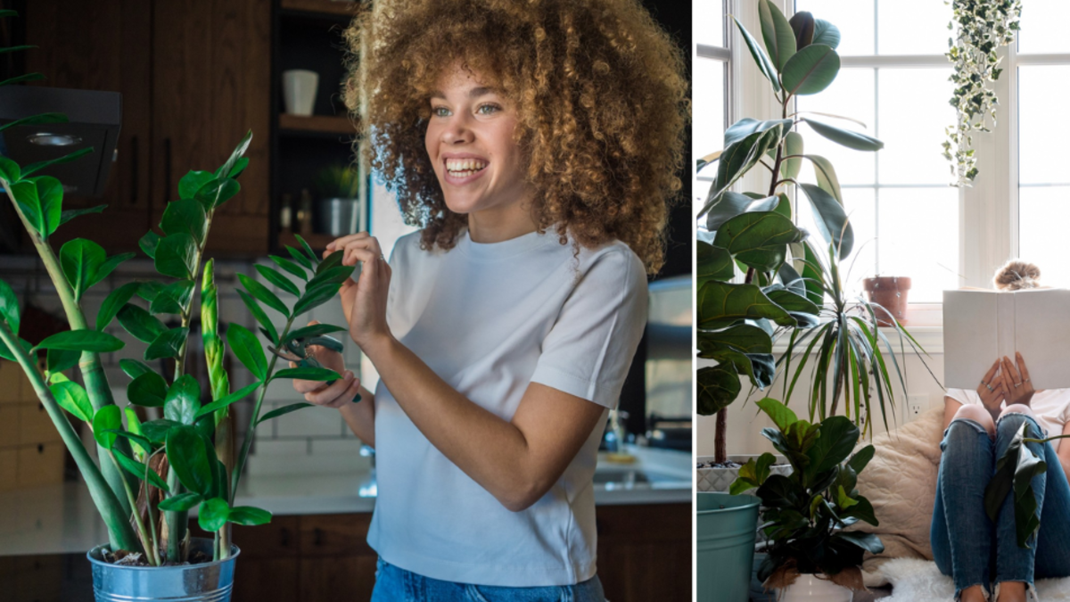¿Cuáles son los tres árboles en maceta ideales para su casa?