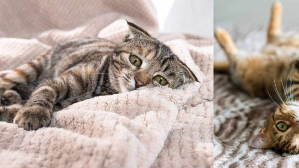 Los comportamientos de su gato que pueden alertar de grave enfermedad