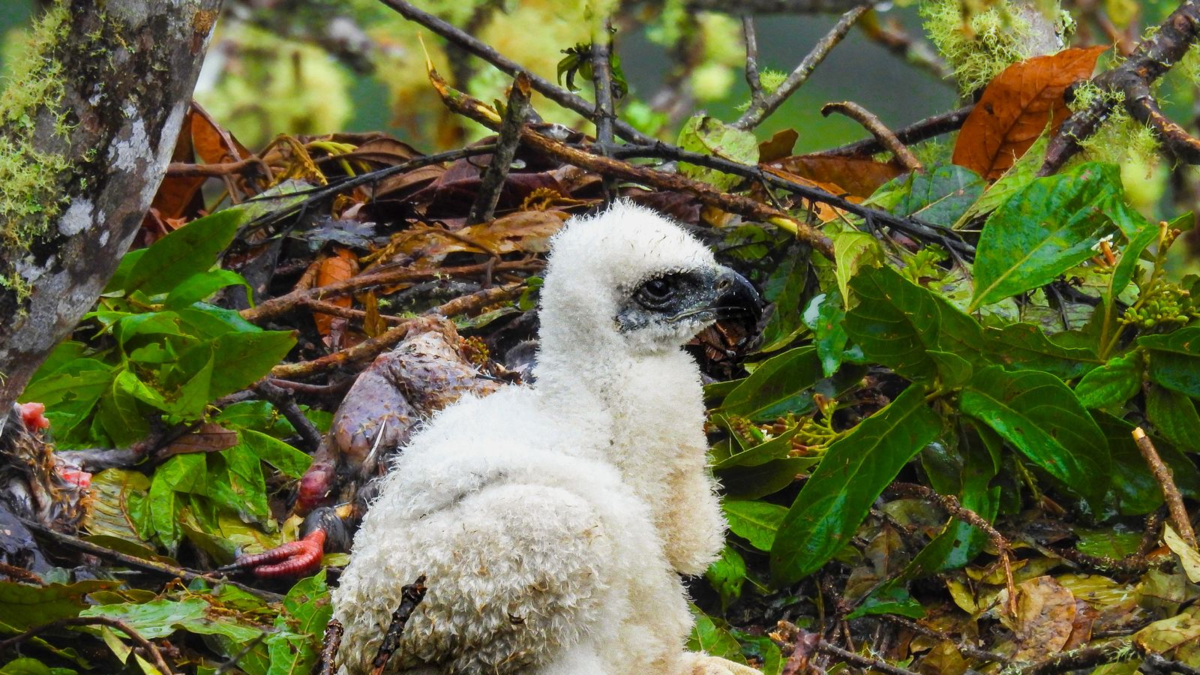 Esperanzador avistamiento: documentan en Huila a una pareja de águilas reales de montaña y su cría, una de las aves más escasas de Sudamérica