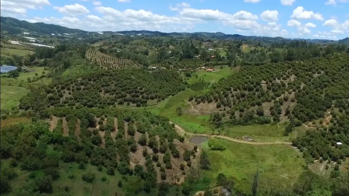 En jaque 8.300 hectáreas en el Suroeste antioqueño: el expediente judicial que pone en duda las zonas APPA en el departamento