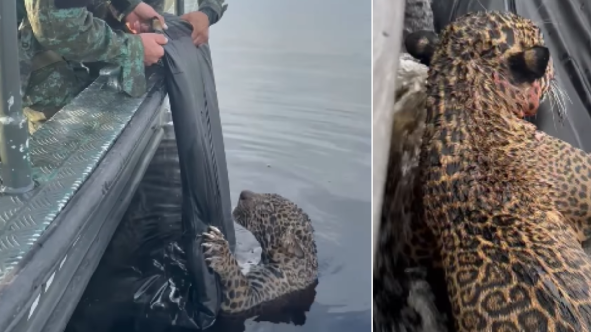 Jaguar herido que llevaba horas nadando fue rescatado del Río Negro por autoridades y especialistas en fauna silvestre de Brasil