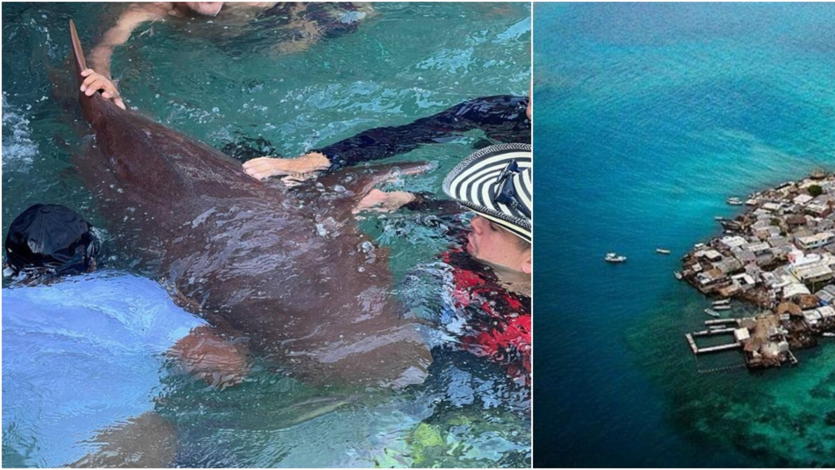 Tiburón en cautiverio atacó a un turista de 14 años en el Islote de San Bernardo, zona insular de Cartagena, y le propinó graves heridas en una mano