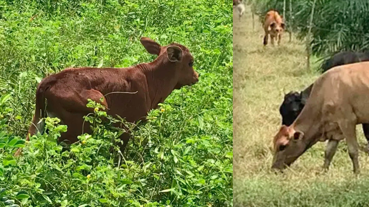Nacen en Colombia dos vacas de raza compuesta: una nueva línea genética que es un hito en la ganadería