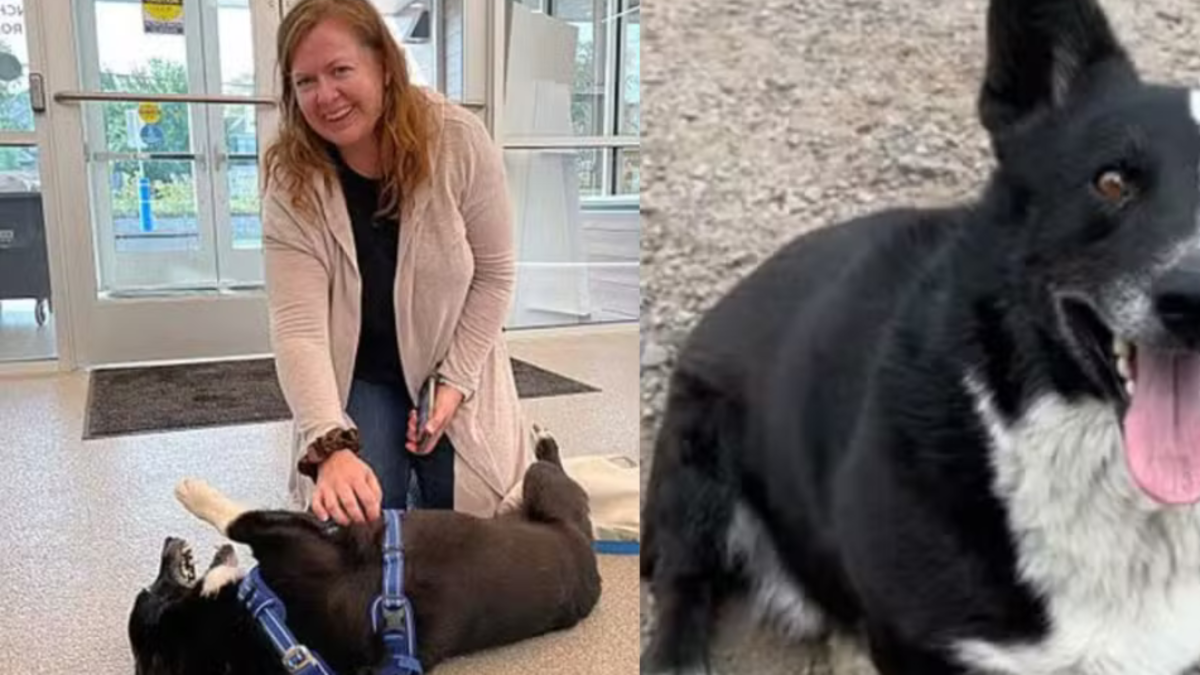 La dueña no podía creerlo: su perro estuvo perdido durante tres meses y apareció a 3.200 kilómetros de casa; así fue el emotivo reencuentro
