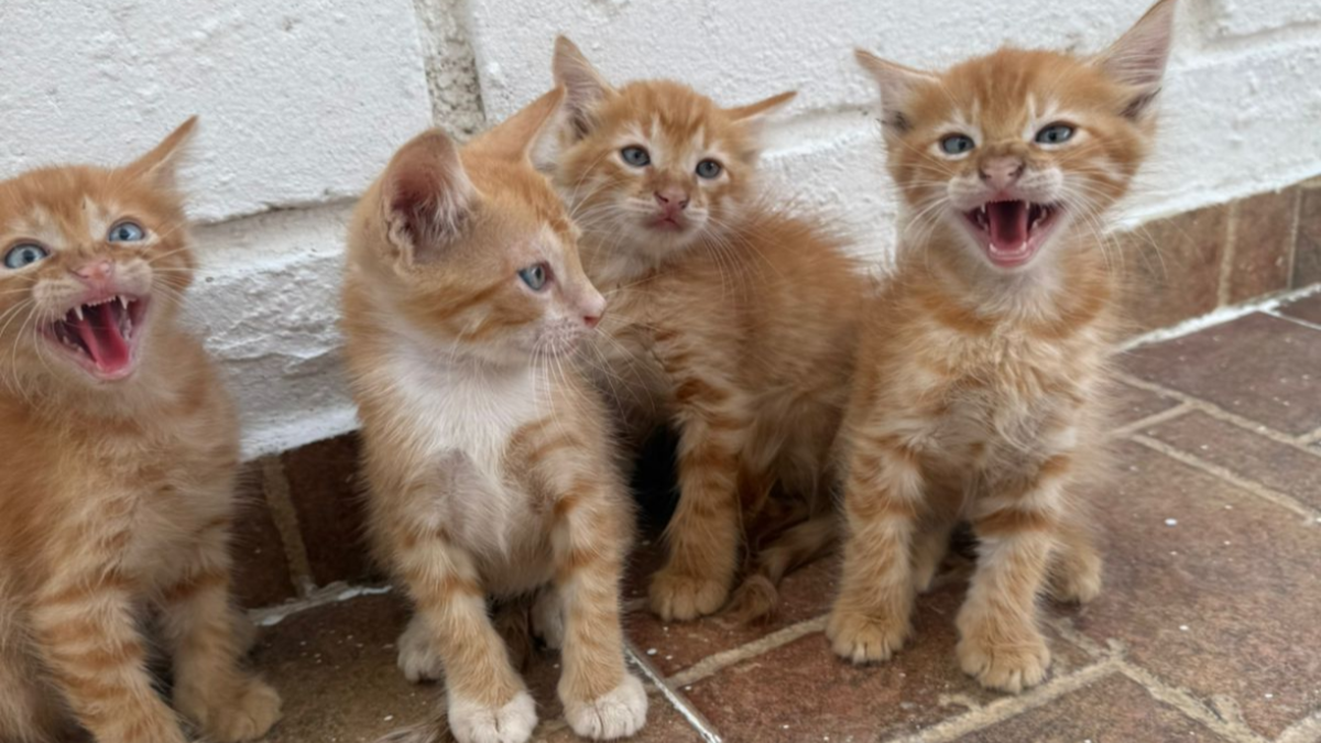 Refugio de gatos en Barranquilla busca ayuda para que los 'michis' tengan un hogar en Bogotá o Medellín