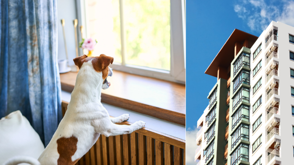 Mascotas en propiedad horizontal: cómo lograr una convivencia armónica en edificios y conjuntos residenciales, según experto