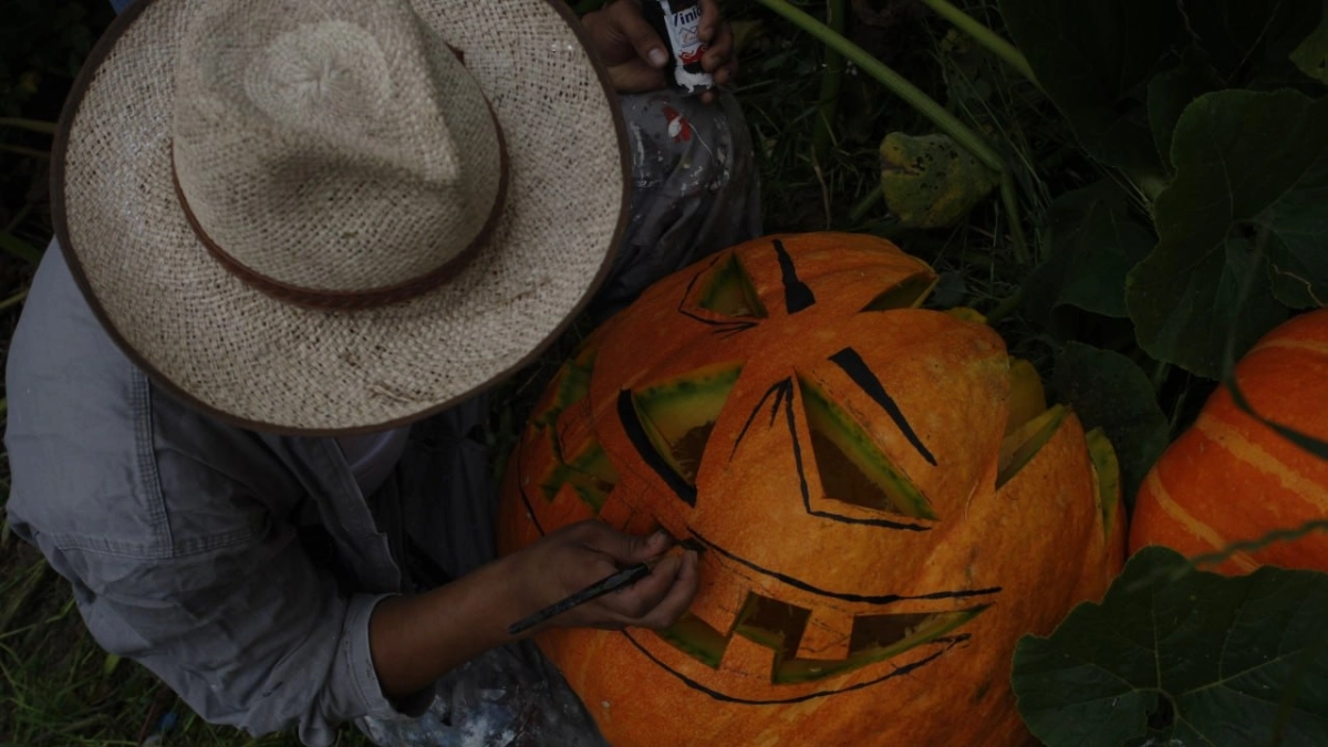 ¿De dónde salen las calabazas de Halloween en Colombia? El pueblo de Boyacá, a dos horas de Bogotá, que llena de ahuyamas los hogares del país