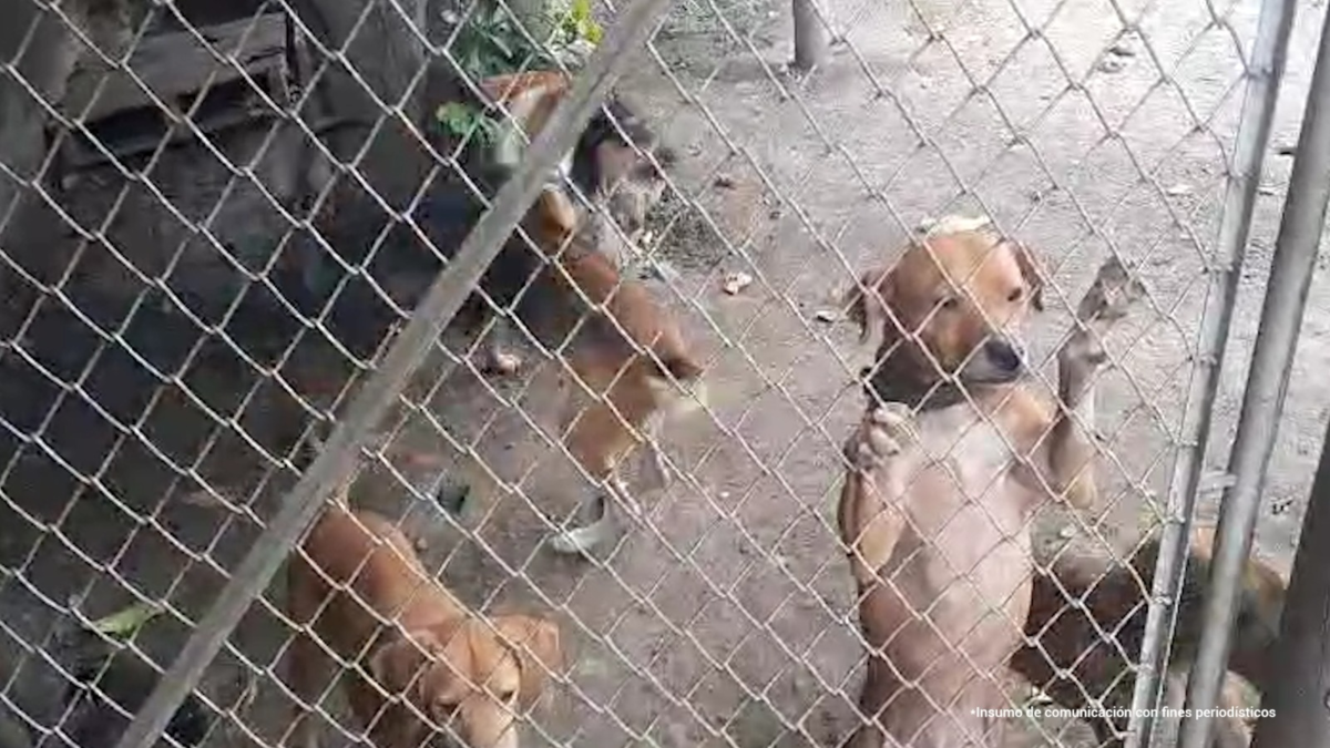 Indignante caso de maltrato animal en Cali: imputan a hombre que tenía 14 perros en precarias condiciones y se estaban comiendo entre ellos