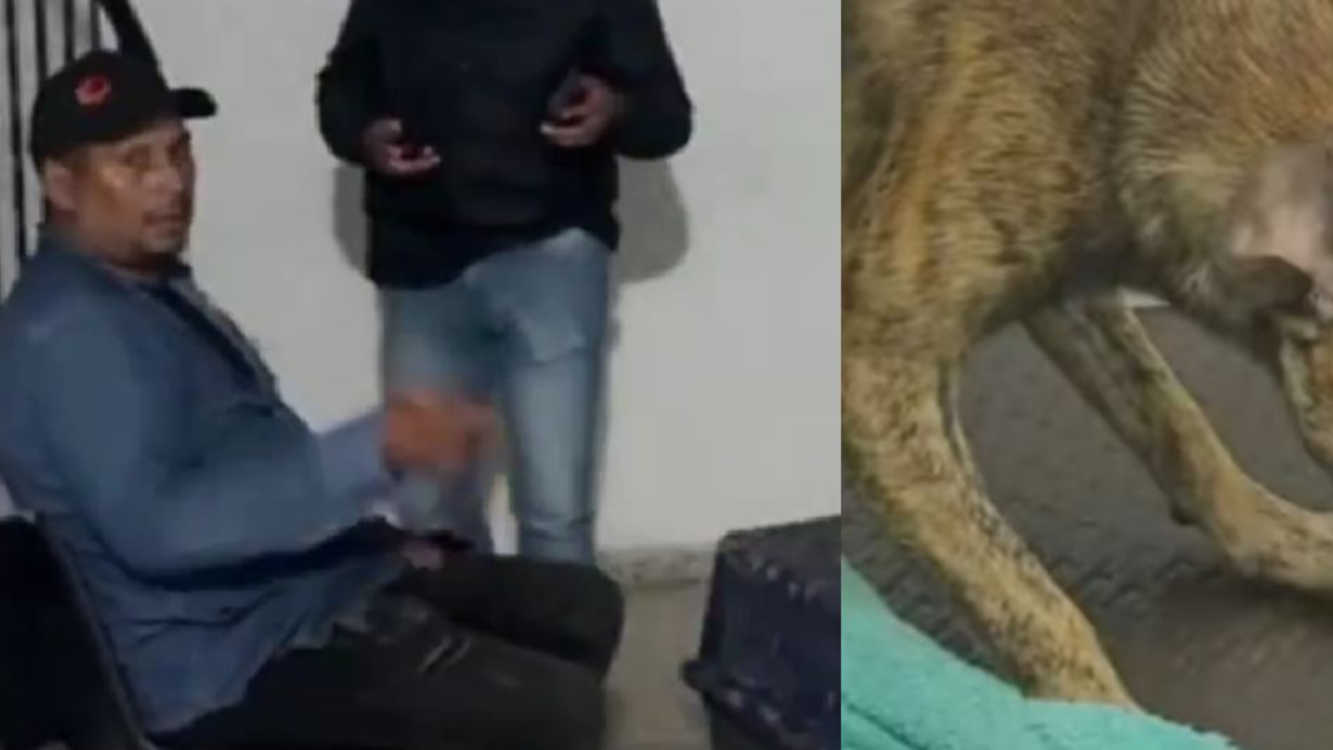 Hombre que se entregó a la Policía en Antioquia tras propinarle fuerte golpiza a un perrito fue dejado en libertad; estos son los motivos