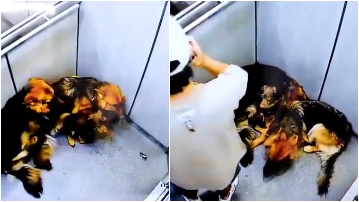 Nuevo caso de maltrato animal en Antioquia: hombre fue captado golpeando brutalmente a tres perritos en el interior de un ascensor