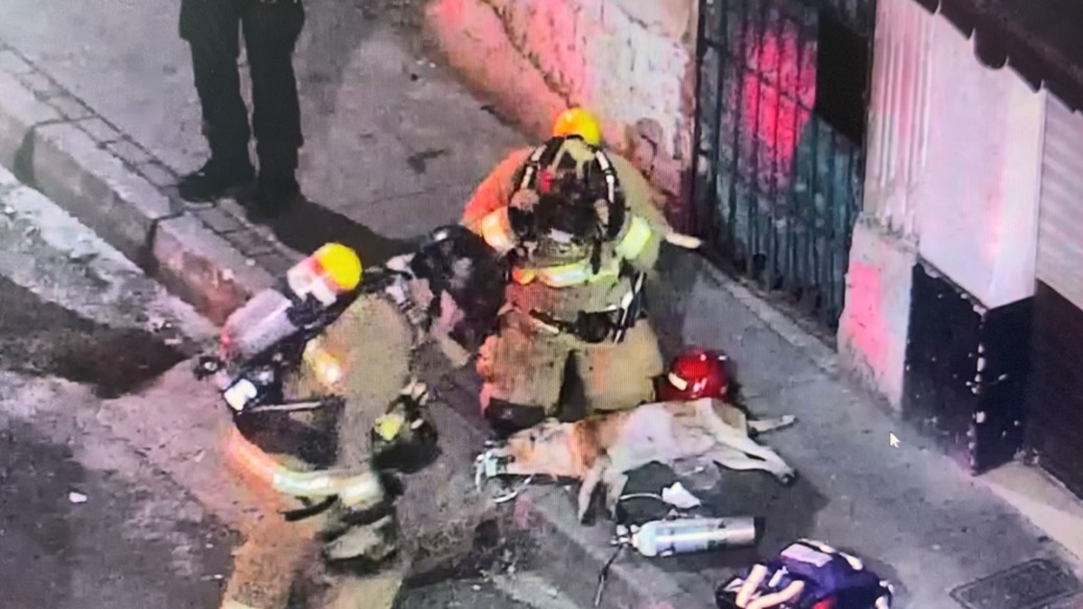 VIDEO | El dramático momento protagonizado por los bomberos de Medellín mientras trataban de salvar la vida de un perro que se asfixió en un incendio