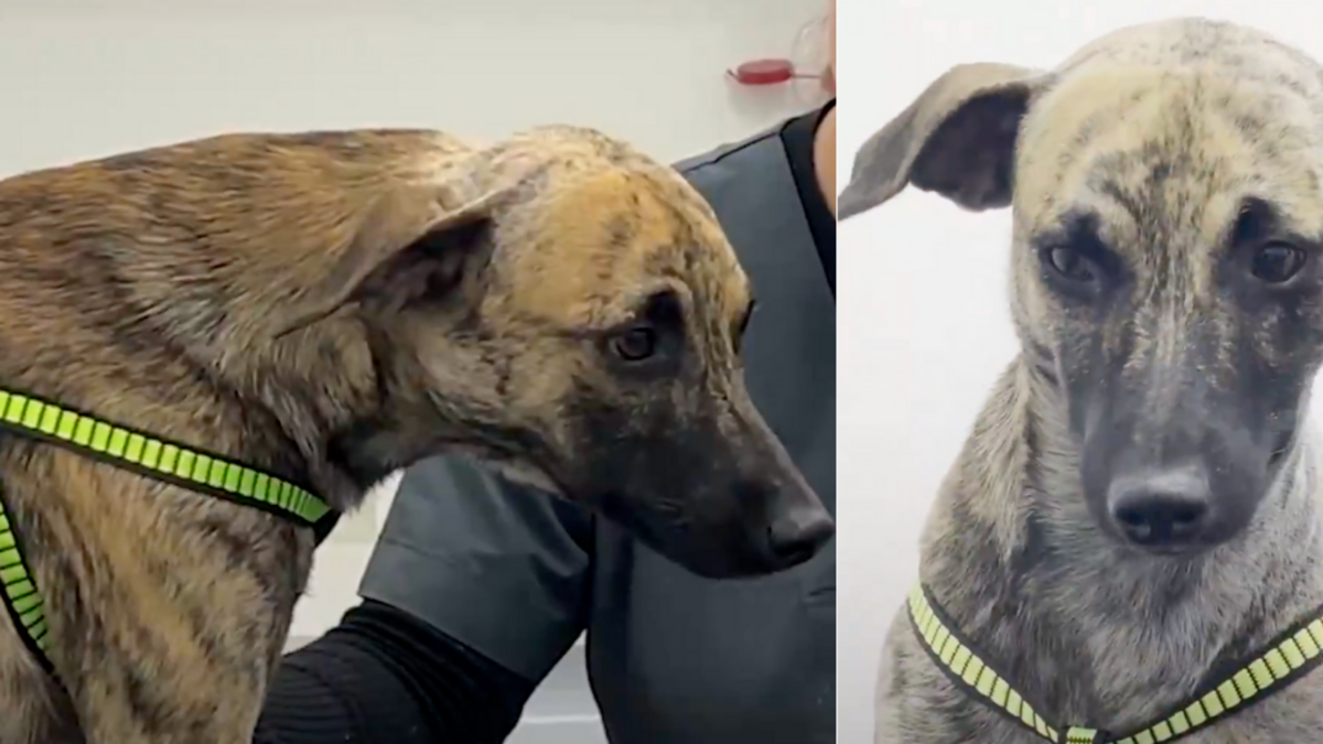 Gobernador de Antioquia revela que ‘Bizcocho’, el perrito maltratado, será dado en adopción cuando se recupere; agresor fue judicializado