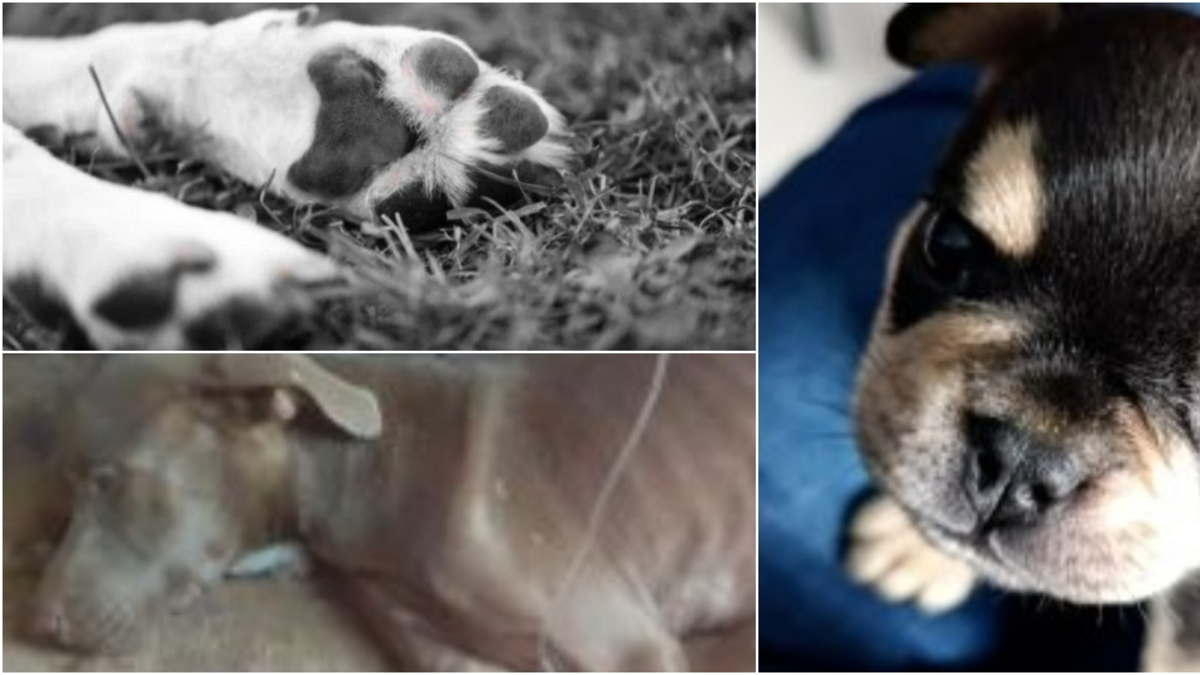 Odín, bulldog francés de dos meses, murió tras ser brutalmente agredido por vecino que pidió cuidarlo en Itagüí (Antioquia): agresor fue condenado