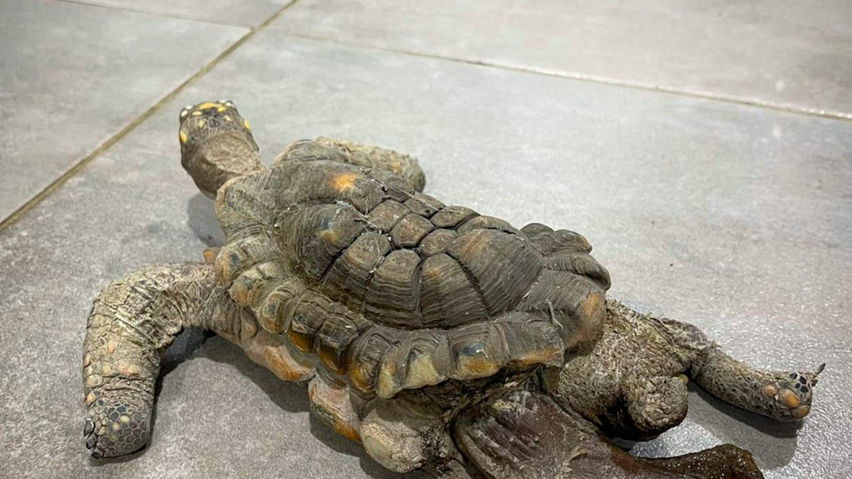 Caso de tortuga morrocoy que estuvo en cautiverio durante 30 años en Medellín volvió a encender las alarmas por el tráfico ilegal de esta especie