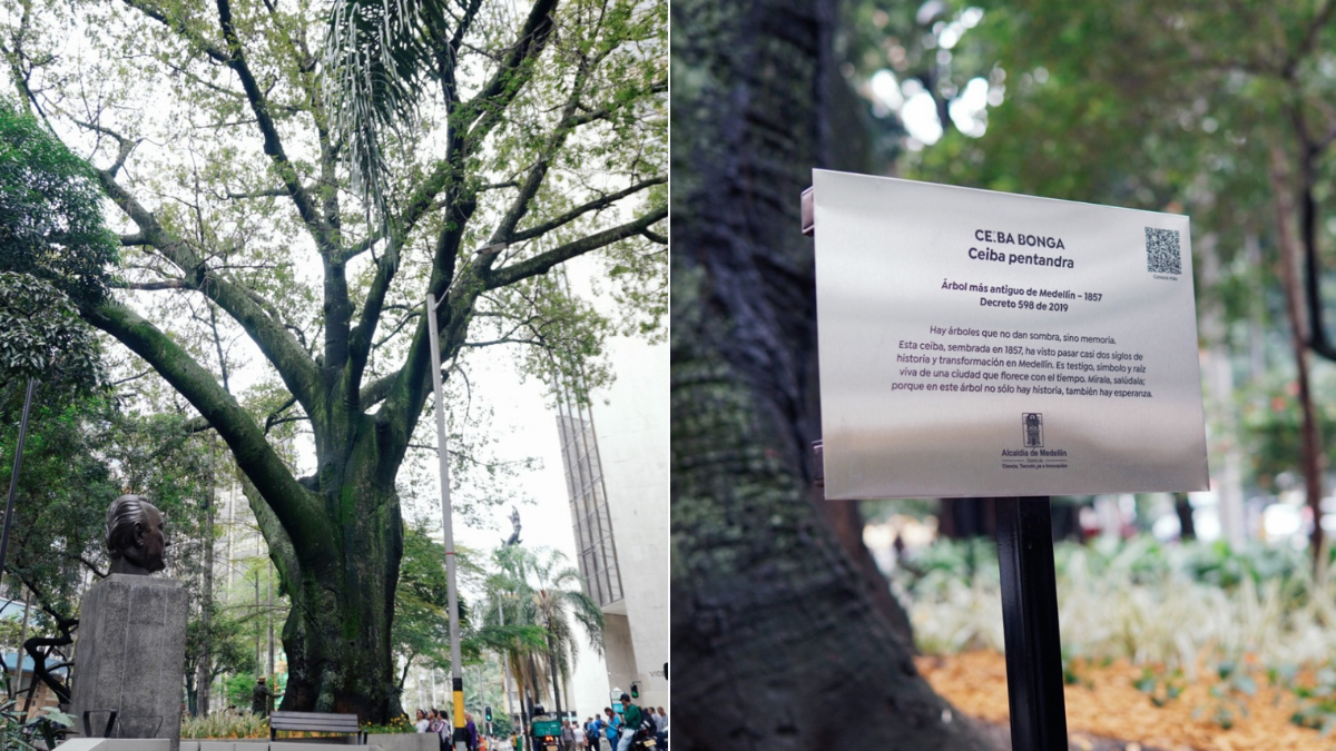 Así es el árbol más antiguo de Medellín que cumple 168 años