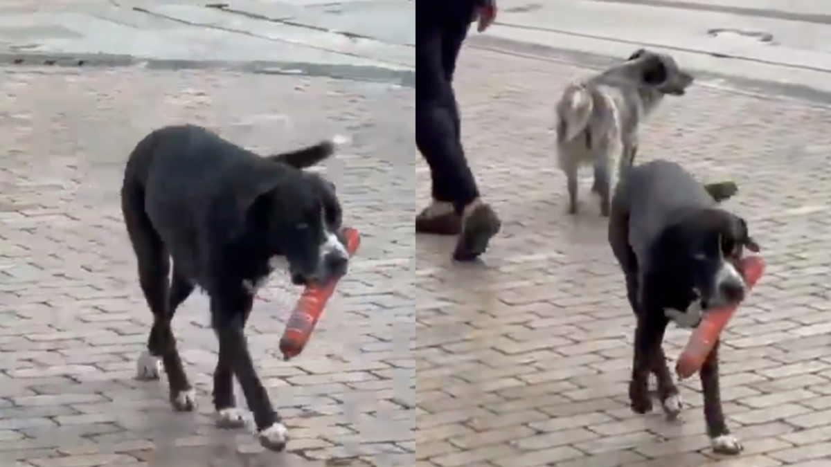 Video | Perrito se hace viral luego de robarse un salchichón en un D1 de Antioquia