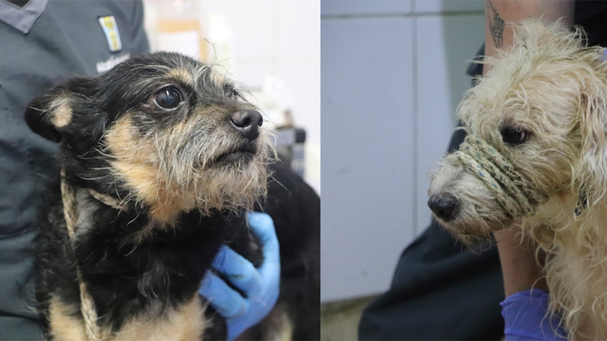 Cerca de 3.900 rescates y más de 500 atenciones por denuncias de maltrato animal en 2025: el oculto drama que viven los animales en Medellín