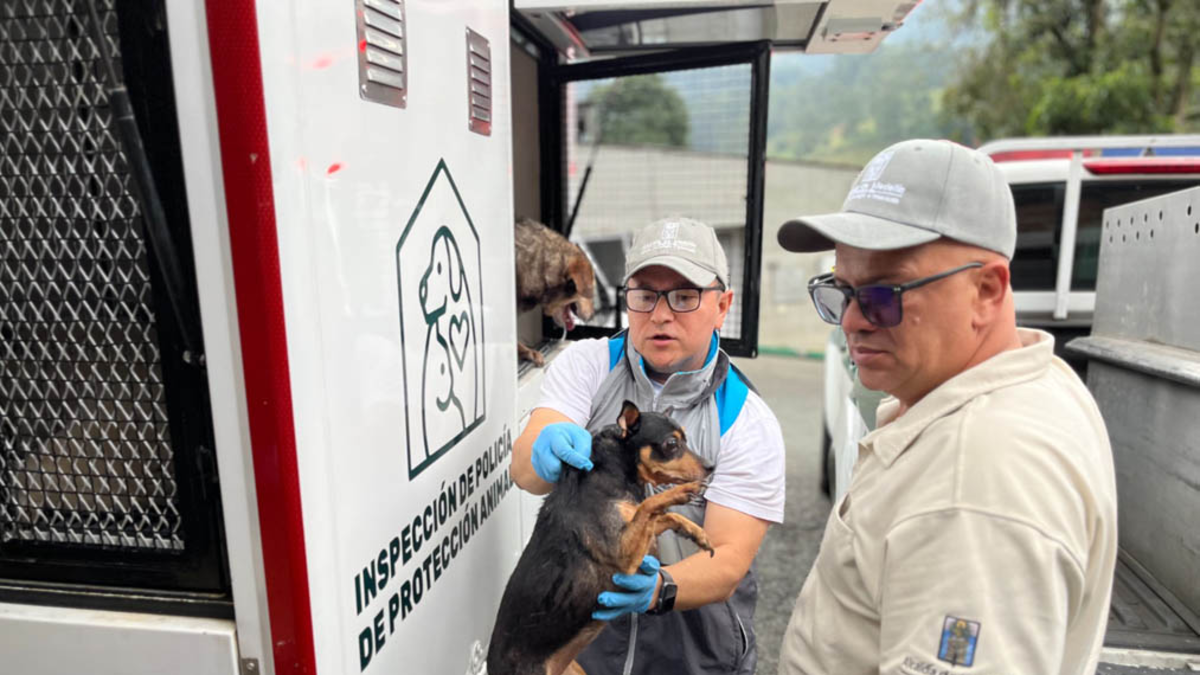 Amoníaco, hambre y miedo: así era el infierno en el que sobrevivían 46 perros y gatos en una vivienda del suroccidente de Medellín