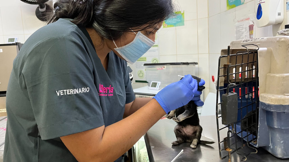 'Silenciar la pólvora, salvar vidas': el urgente llamado de las autoridades de Medellín para proteger a los animales durante la temporada decembrina