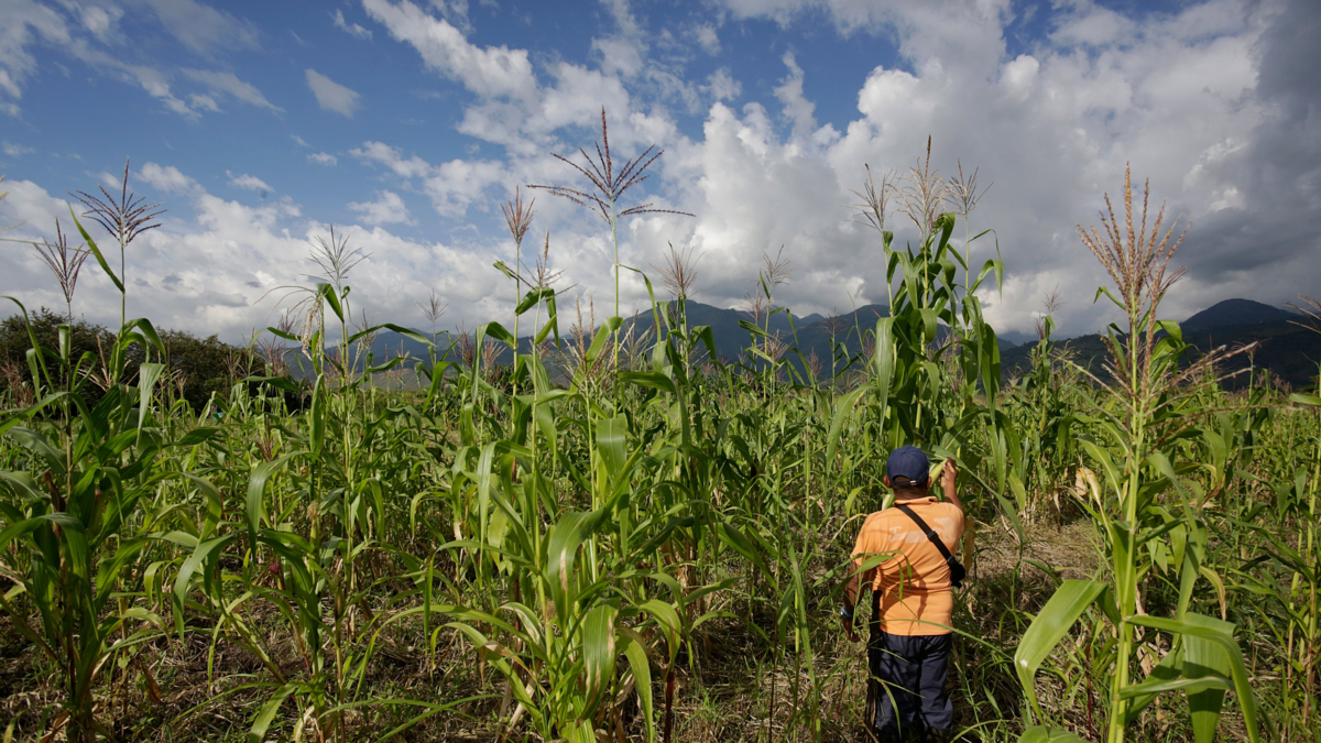Investigación hecha con Inteligencia Artificial destapó detalles inéditos sobre cómo se despojó la tierra al campesino durante la guerra