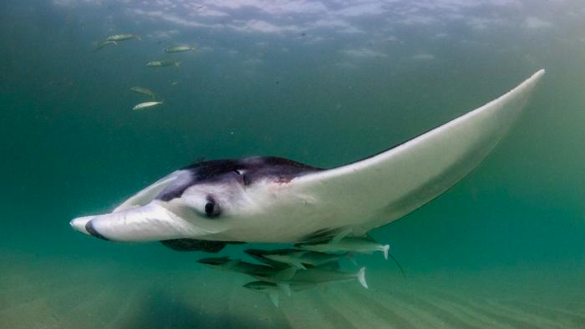 Las mantarrayas juveniles crean ecosistemas móviles, revela un estudio ...