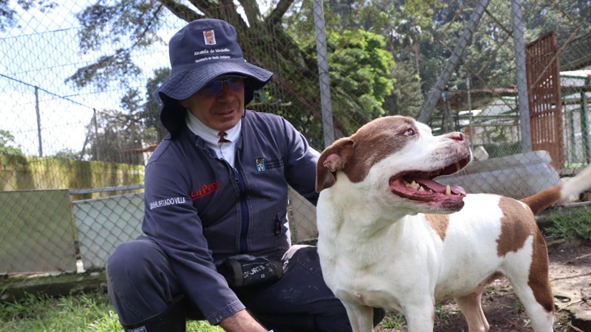 En La Perla, cada ladrido y maullido tiene esperanza: gracias al trabajo entre ciudadanía y Alcaldía de Medellín, 2.548 animales recibieron atención