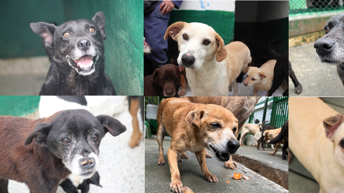 De la calle a un hogar: Medellín busca que ningún animal 'viejito' de La Perla se quede atrás